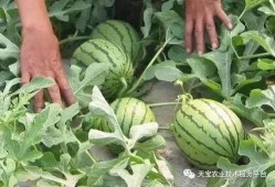 热门大瓜汇总,热门大瓜盘点，真相与八卦一网打尽